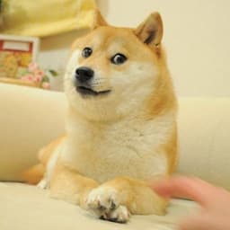 ownthedoge-logo